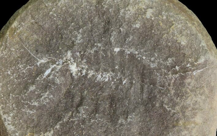 Pennsylvanian Fossil Shrimp (Pos/Neg) - Mazon Creek #70617